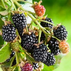 National PLANT NETWORK 2.25 Gal. Navaho Blackberry Plant