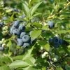 National PLANT NETWORK 2.25 Gal. Tift Blueberry Plant 1 National PLANT NETWORK 2.25 Gal. Tift Blueberry Plant -US Flora Bunda Sales 2022 national plant network bushes hd7063 64 1000