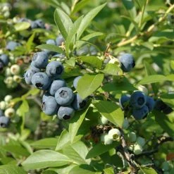 National PLANT NETWORK 2.25 Gal. Tift Blueberry Plant
