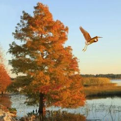 National PLANT NETWORK 2.25 Gal. Deciduous Bald Cypress Tree -US Flora Bunda Sales 2022 national plant network bushes hd7076 4f 1000