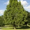 National PLANT NETWORK 2.25 Gal. Deciduous Bald Cypress Tree 1 National PLANT NETWORK 2.25 Gal. Deciduous Bald Cypress Tree -US Flora Bunda Sales 2022 national plant network bushes hd7076 64 1000