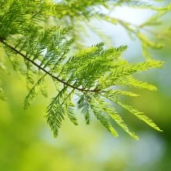 National PLANT NETWORK 2.25 Gal. Deciduous Bald Cypress Tree -US Flora Bunda Sales 2022 national plant network bushes hd7076 c3 1000