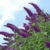 National PLANT NETWORK 2.25 Gal. Buddleia Black Knight Flowering Shrub with Purple Blooms -US Flora Bunda Sales 2022 national plant network bushes hd7120 64 1000