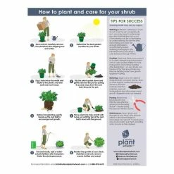 National PLANT NETWORK 2.5 qt. Gardenia Radicans Flowering Shrub with White Flowers -US Flora Bunda Sales 2022 national plant network bushes hd7127 1f 1000