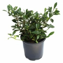 US Flora Bunda Sales 2022 39 National PLANT NETWORK 2.5 qt. Gardenia Radicans Flowering Shrub with White Flowers