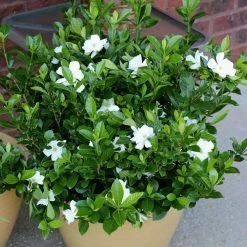 National PLANT NETWORK 2.5 qt. Gardenia Radicans Flowering Shrub with White Flowers -US Flora Bunda Sales 2022 national plant network bushes hd7127 c3 1000