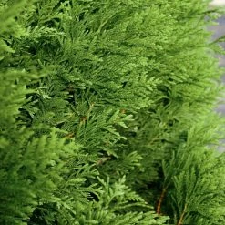 National PLANT NETWORK 2.5 qt. Arborvitae Green Giant Shrub