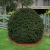National PLANT NETWORK 2.5 qt. Holly Nellie R. Stevens Shrub 1 National PLANT NETWORK 2.5 qt. Holly Nellie R. Stevens Shrub -US Flora Bunda Sales 2022 national plant network bushes hd7145 64 1000