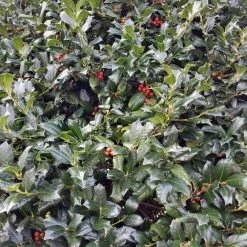 National PLANT NETWORK 2.5 qt. Holly Nellie R. Stevens Shrub 7 National PLANT NETWORK 2.5 qt. Holly Nellie R. Stevens Shrub -US Flora Bunda Sales 2022 national plant network bushes hd7145 c3 1000