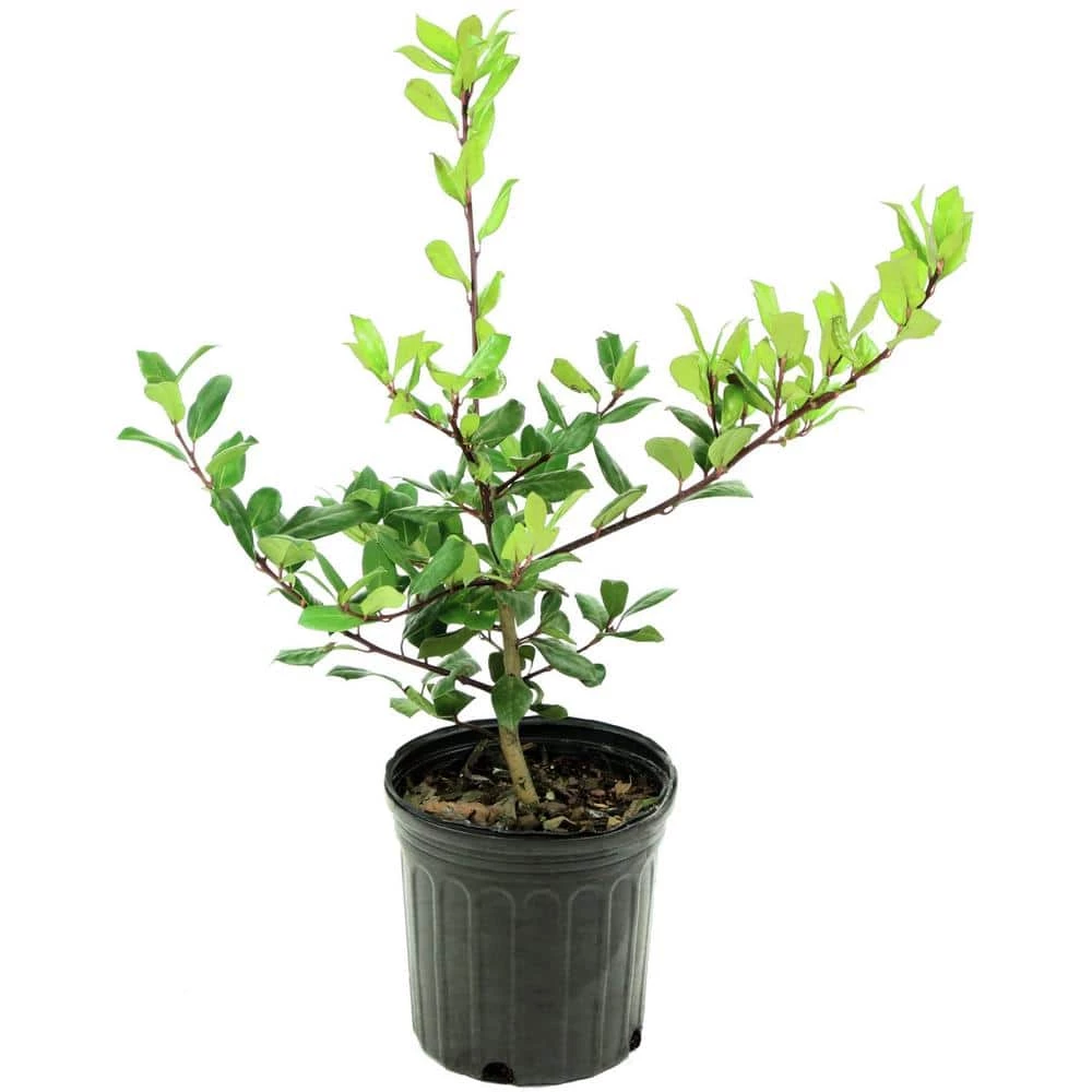 National PLANT NETWORK 2.5 qt. Holly Nellie R. Stevens Shrub 4 National PLANT NETWORK 2.5 qt. Holly Nellie R. Stevens Shrub - Image 2