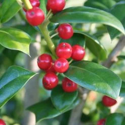 National PLANT NETWORK 2.25 Gal. Holly Needlepoint Shrub