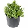 National PLANT NETWORK 2.5 qt. Holly Soft Touch Shrub -US Flora Bunda Sales 2022 national plant network bushes hd7149 64 1000