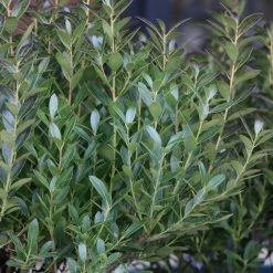 National PLANT NETWORK 2.25 Gal. Holly Inkberry Shamrock Shrub -US Flora Bunda Sales 2022 national plant network bushes hd7156 4f 1000