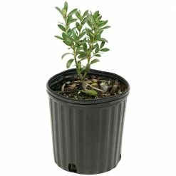 National PLANT NETWORK 2.25 Gal. Holly Inkberry Shamrock Shrub -US Flora Bunda Sales 2022 national plant network bushes hd7156 e1 1000