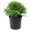 National PLANT NETWORK 2.25 Gal. Cryptomeria Globosa Nana Shrub