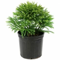National PLANT NETWORK 2.25 Gal. Cryptomeria Globosa Nana Shrub