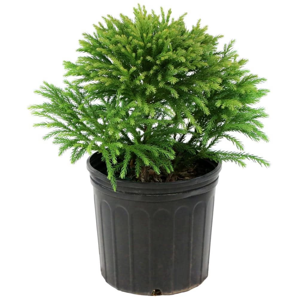 National PLANT NETWORK 2.25 Gal. Cryptomeria Globosa Nana Shrub 3 National PLANT NETWORK 2.25 Gal. Cryptomeria Globosa Nana Shrub