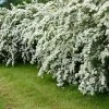 National PLANT NETWORK 2.25 Gal. Spirea Reeves Flowering Shrub with White Blooms 2 National PLANT NETWORK 2.25 Gal. Spirea Reeves Flowering Shrub with White Blooms -US Flora Bunda Sales 2022 national plant network bushes hd7168 64 1000