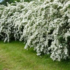 US Flora Bunda Sales 2022 29 National PLANT NETWORK 2.25 Gal. Spirea Reeves Flowering Shrub with White Blooms