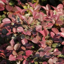 National PLANT NETWORK 2.25 Gal. Loropetalum Daruma Flowering Shrub with Fuchsia Flowers -US Flora Bunda Sales 2022 national plant network bushes hd7171 4f 1000