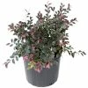 National PLANT NETWORK 2.25 Gal. Loropetalum Daruma Flowering Shrub with Fuchsia Flowers -US Flora Bunda Sales 2022 national plant network bushes hd7171 64 1000