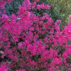 National PLANT NETWORK 2.25 Gal. Loropetalum Daruma Flowering Shrub with Fuchsia Flowers -US Flora Bunda Sales 2022 national plant network bushes hd7171 e1 1000