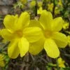 National PLANT NETWORK 2.5 qt. Winter Jasmine Flowering Shrub with Yellow Flowers 1 National PLANT NETWORK 2.5 qt. Winter Jasmine Flowering Shrub with Yellow Flowers -US Flora Bunda Sales 2022 national plant network bushes hd7174 64 1000