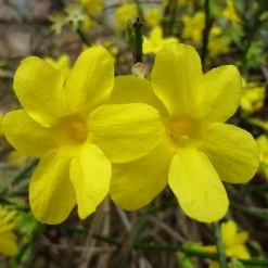 National PLANT NETWORK 2.5 qt. Winter Jasmine Flowering Shrub with Yellow Flowers