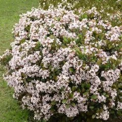 National PLANT NETWORK 2.25 Gal. Indian Hawthorn Snow White Flowering Shrub with White Blooms