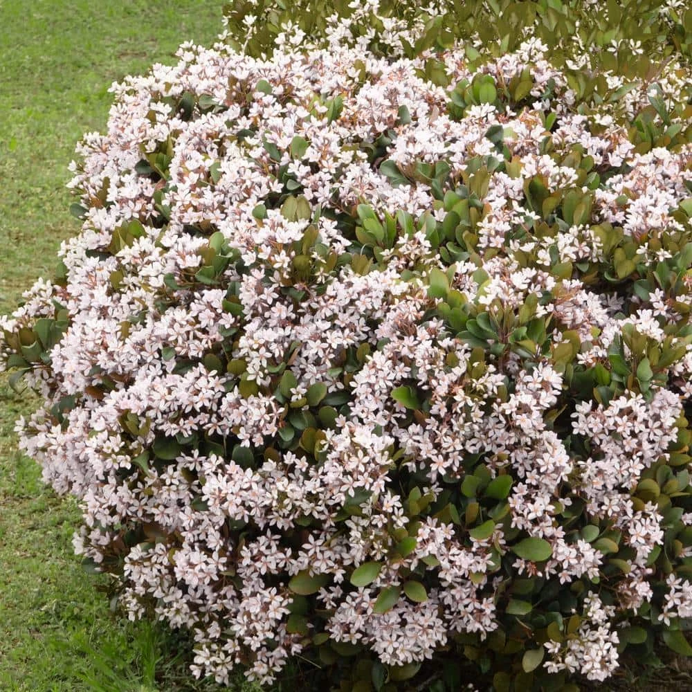 National PLANT NETWORK 2.25 Gal. Indian Hawthorn Snow White Flowering Shrub with White Blooms 3 National PLANT NETWORK 2.25 Gal. Indian Hawthorn Snow White Flowering Shrub with White Blooms