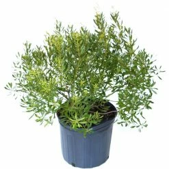 National PLANT NETWORK 2.25 Gal. Dwarf Wax Myrtle Shrub