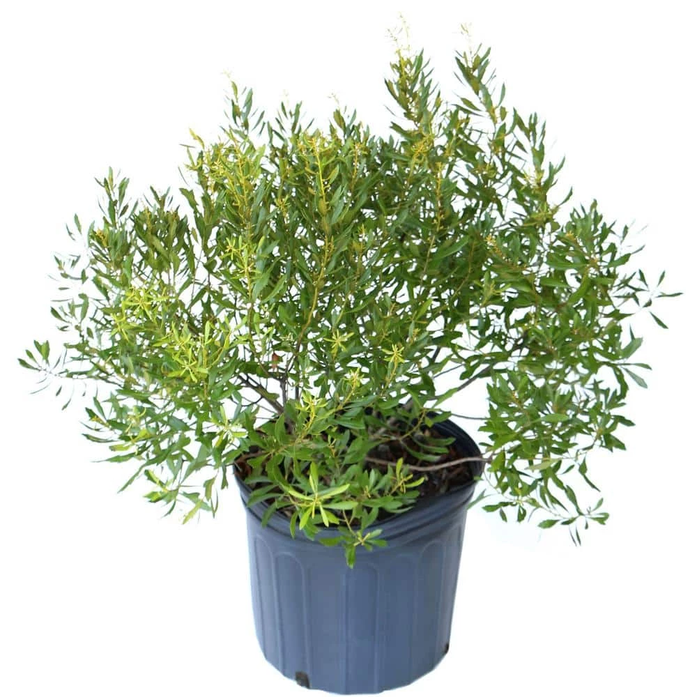 National PLANT NETWORK 2.25 Gal. Dwarf Wax Myrtle Shrub 3 National PLANT NETWORK 2.25 Gal. Dwarf Wax Myrtle Shrub