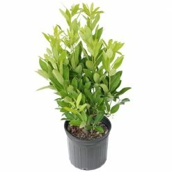 National PLANT NETWORK 2.25 Gal. Anise Tree Shrub