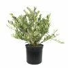 National PLANT NETWORK 2.25 Gal. Distylium Plant with White Blooms 2 National PLANT NETWORK 2.25 Gal. Distylium Plant with White Blooms -US Flora Bunda Sales 2022 national plant network bushes hd7490 64 1000