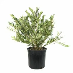 National PLANT NETWORK 2.25 Gal. Distylium Plant with White Blooms