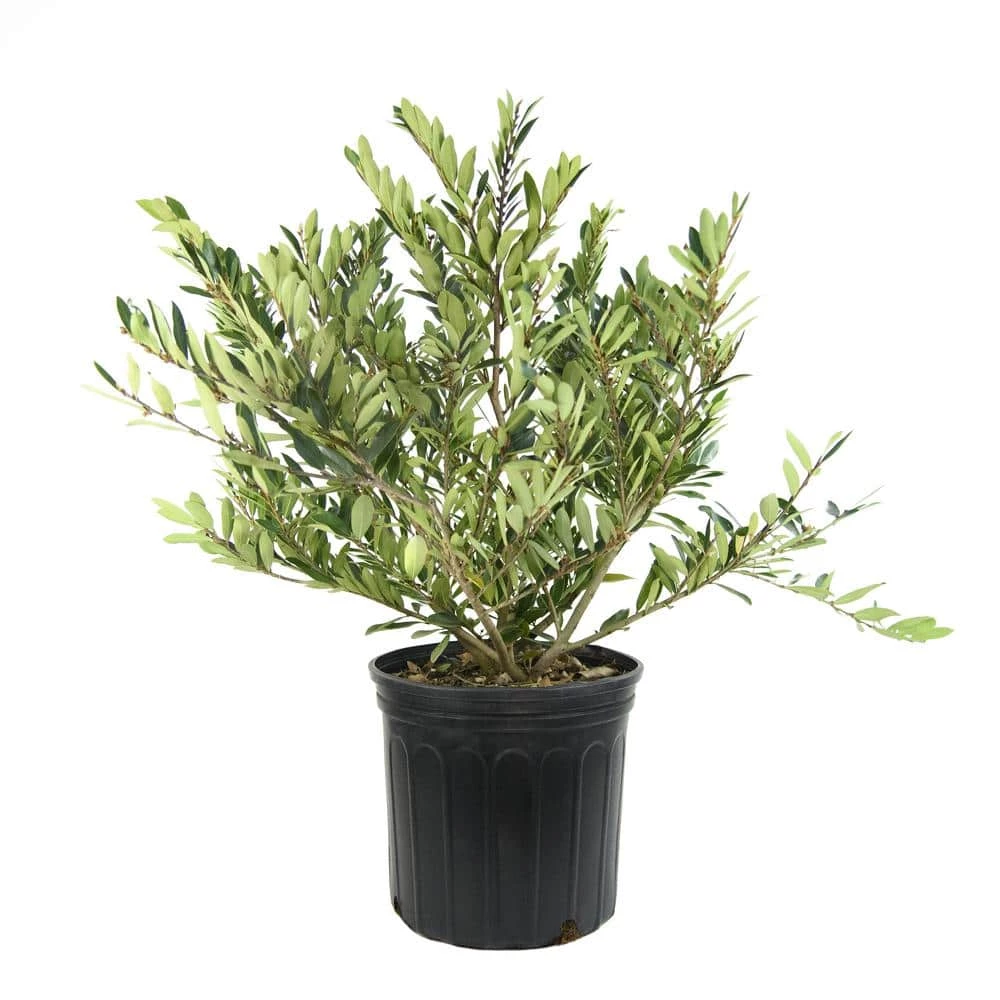 National PLANT NETWORK 2.25 Gal. Distylium Plant with White Blooms 3 National PLANT NETWORK 2.25 Gal. Distylium Plant with White Blooms