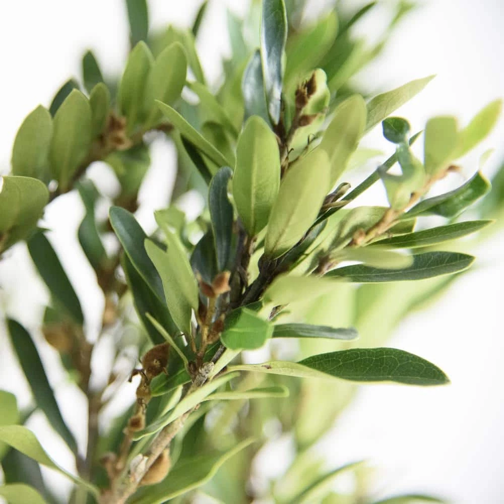 National PLANT NETWORK 2.25 Gal. Distylium Plant with White Blooms 4 National PLANT NETWORK 2.25 Gal. Distylium Plant with White Blooms - Image 2