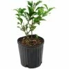 National PLANT NETWORK 2.5 Qt. Black Magic Camellia Japonica Plant with Dark Red Blooms -US Flora Bunda Sales 2022 national plant network bushes hd7502 64 1000