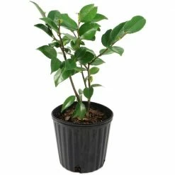 National PLANT NETWORK 2.5 Qt. High Fragrance Camellia Japonica Plant with Pink Blooms