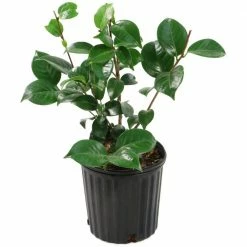 National PLANT NETWORK 2.5 Qt. Camellia Japonica Plant with White Blooms