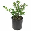 National PLANT NETWORK 2.5 Qt. Shi Shi Camellia Sasanqua Plant with Pink Blooms 2 National PLANT NETWORK 2.5 Qt. Shi Shi Camellia Sasanqua Plant with Pink Blooms -US Flora Bunda Sales 2022 national plant network bushes hd7507 64 1000
