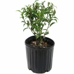 National PLANT NETWORK 2.5 Qt. Camellia Sasanqua Plant with Red Blooms