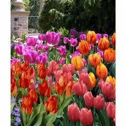 National PLANT NETWORK Hummingbird Garden Nature Friendly Collection Multi-Colored Assorted Bulbs (40-Pack) -US Flora Bunda Sales 2022 national plant network flower bulbs hd7540 4f 1000