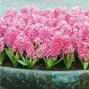National PLANT NETWORK Fragrant Pink Hyacinth Bulb with Forcing Vase 1 National PLANT NETWORK Fragrant Pink Hyacinth Bulb with Forcing Vase -US Flora Bunda Sales 2022 national plant network flower bulbs hd7544 64 1000
