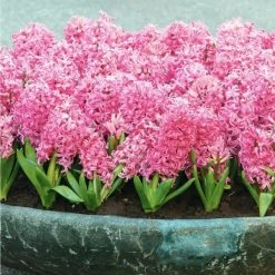 National PLANT NETWORK Fragrant Pink Hyacinth Bulb with Forcing Vase