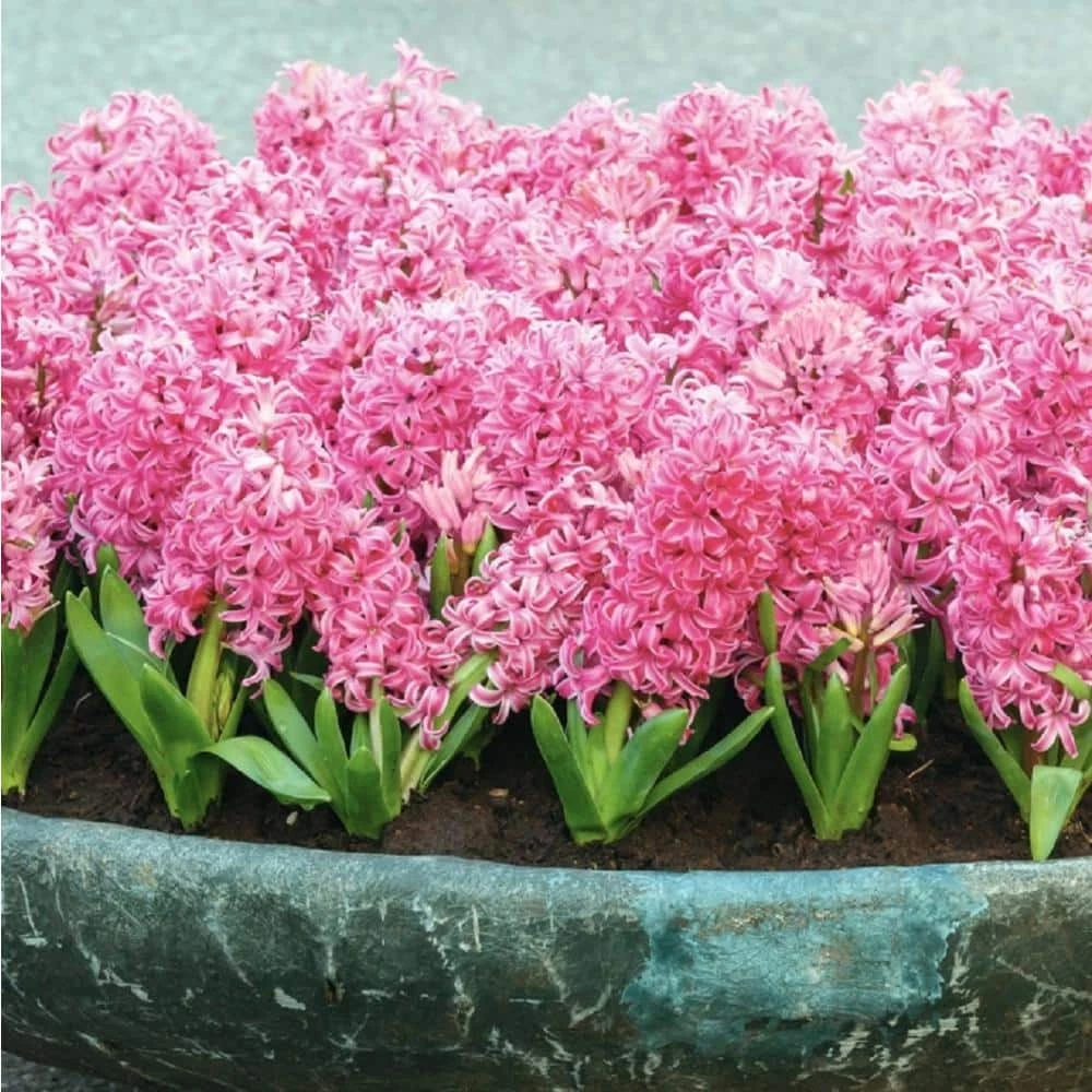 National PLANT NETWORK Fragrant Pink Hyacinth Bulb with Forcing Vase 3 National PLANT NETWORK Fragrant Pink Hyacinth Bulb with Forcing Vase