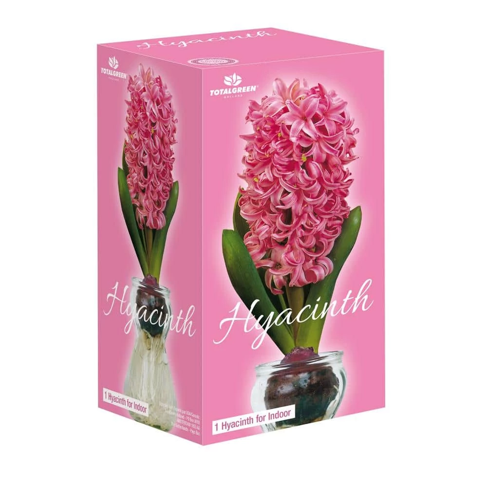 National PLANT NETWORK Fragrant Pink Hyacinth Bulb with Forcing Vase 4 National PLANT NETWORK Fragrant Pink Hyacinth Bulb with Forcing Vase - Image 2