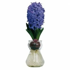National PLANT NETWORK Fragrant Blue Hyacinth Bulb with Forcing Vase