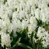 National PLANT NETWORK Fragrant White Hyacinth Bulb with Forcing Vase 1 National PLANT NETWORK Fragrant White Hyacinth Bulb with Forcing Vase -US Flora Bunda Sales 2022 national plant network flower bulbs hd7546 64 1000