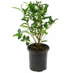 National PLANT NETWORK 2.5 Qt. Brew-Tea-Ful Camelia Sinensus Plant